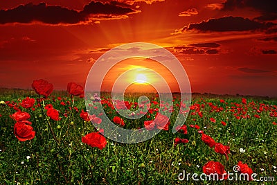 Bright sunrise in poppy field Stock Photo