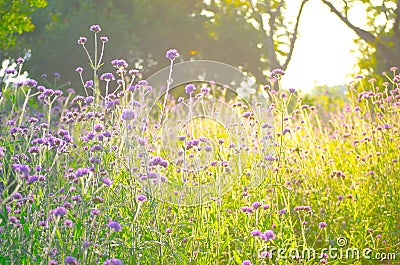 Bright sunset light at purple bush wildflower field in summer at a botanical garden. Stock Photo