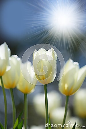 Bright sunshine over tulip flowers in a garden or field outdoors. Closeup of a beautiful bunch of flowering plants with Stock Photo