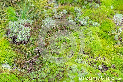 Fancy vivid natural moss pattern Stock Photo