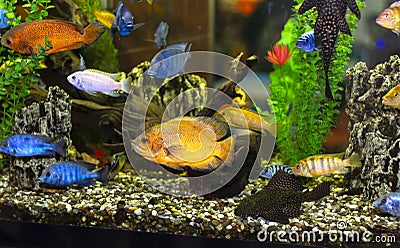 Bright tropical fish in a large aquarium Stock Photo