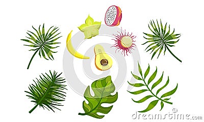 Bright Tropical Palm Leaves and Ripe Fruits, Dragon Fruit, Banana, Lychee, Avocado, Carambola Vector Illustration Vector Illustration