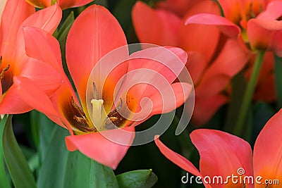 Bright tulip Toronto Orange blooming. Selective focus. Closeup Stock Photo