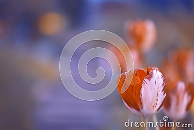 Bright tulips on beautiful background with space for text. Stock Photo