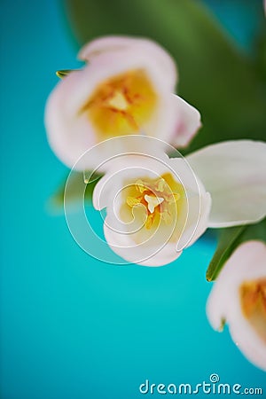 Bright tulips with yellow stamens , close on turquoise background. Stock Photo