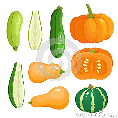 Bright vector illustration of colorful pumpkin, zucchini. Vector Illustration