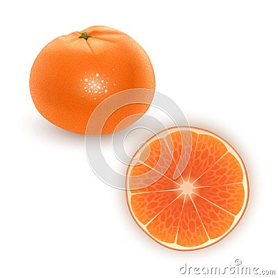 Bright vector set of colorful segment of juicy orange. Fresh Realistic oranges and tangerines on white background. Vector EPS 10 Vector Illustration