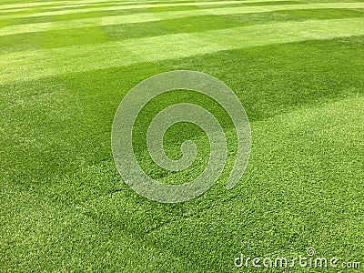 Bright vibrant green lawn stripes on closely mowed grass Stock Photo