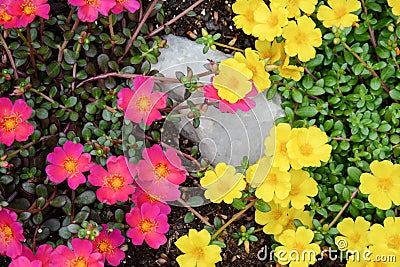 Bright blooming hot pink and yellow portulaca blooms Stock Photo