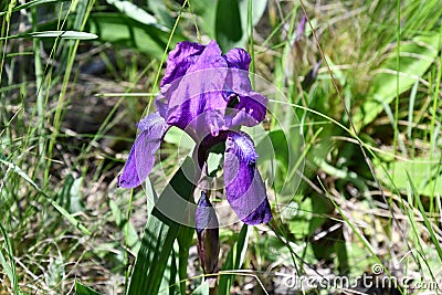 Bright violet color iris flower among blurry blades of green grass on meadow in bright sunlight. Rare wildflower Fleur-de-lis Stock Photo