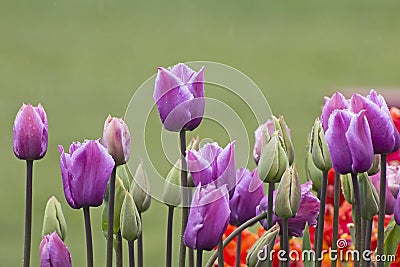 Bright Wet Tulips on Green Background Stock Photo