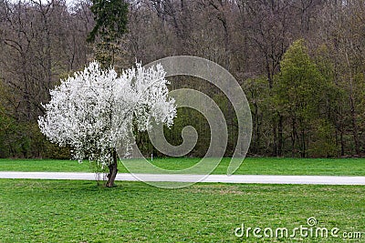 Bright White Blooming Tree Contrast Park Field Abstract Landscape Beautiful Stock Photo