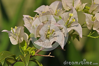 Bright White Bougainvillea with Bokeh Background Stock Photo