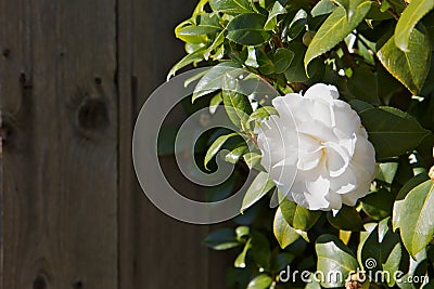 Bright White Camellia Stock Photo