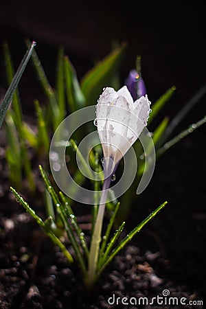 Bright white crocus under the sun Stock Photo