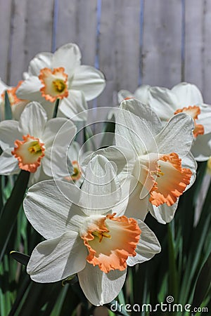 Bright White Daffodils with Coral Fringed Center Accent Stock Photo