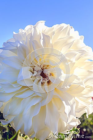 Bright white dahlia against blue sky Stock Photo