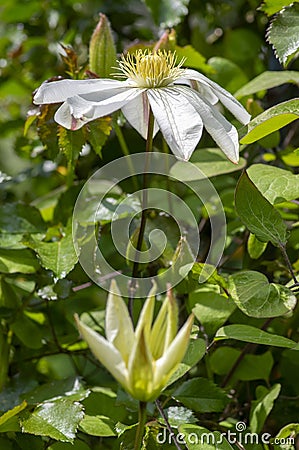 Bright white flowering large petal clematis flowers, beautiful virgins bower leather climbing plants in bloom Stock Photo