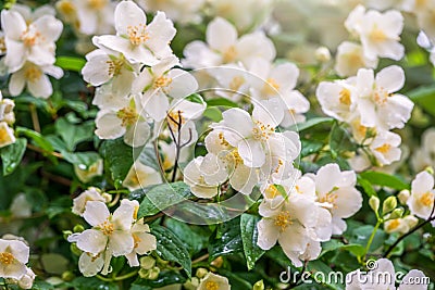 Bright white flowers with raindrops. Philadelphus coronarius, sweet mock-orange, English dogwood Stock Photo