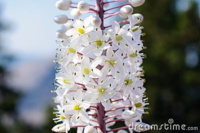 Bright white inflorescences of Eremurus in the summer garden Stock Photo