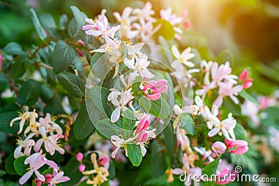 Bright white and pink decorative Japanese Honeysuckle Lonicera caprifolium flowers blossom in spring in the garden. Stock Photo