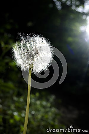 Bright white sunlit dandelion with black background in portrait Stock Photo