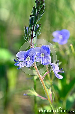 Bright wild forget-me bloom in a field Stock Photo