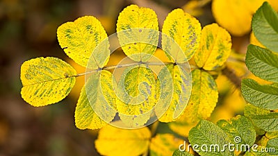 Bright wild rose in autumn Stock Photo