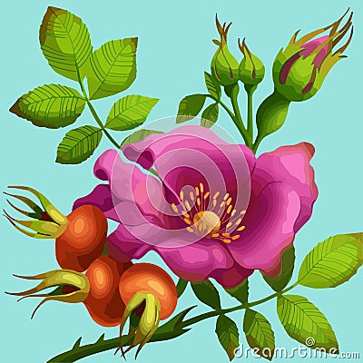 Bright wild rose Vector Illustration