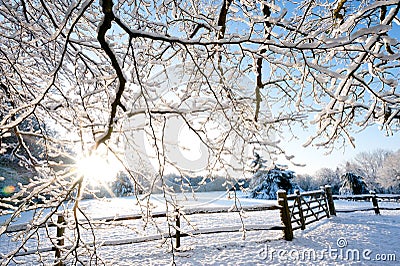 A bright winter scene with sunburst shining through snow covered tree branches and a wooden fence and gate in a country scene.Unit Stock Photo