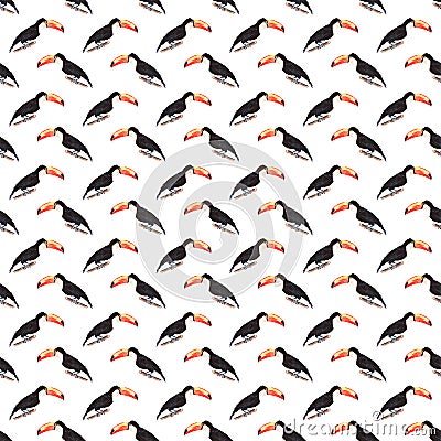 Bright wonderful beautiful lovely sophisticated jungle tropical black and white toucan bird diagonal pattern watercolor hand Cartoon Illustration