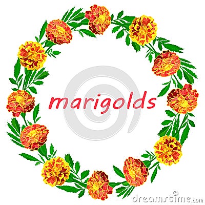 Bright wreath of lush orange marigolds isolated on white background Vector Illustration