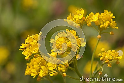 Bright yellow Alyssum flowers, Aurinia saxatilis, basket-of-gold, golden tuft or madwort, blooming in an English rock garden Stock Photo