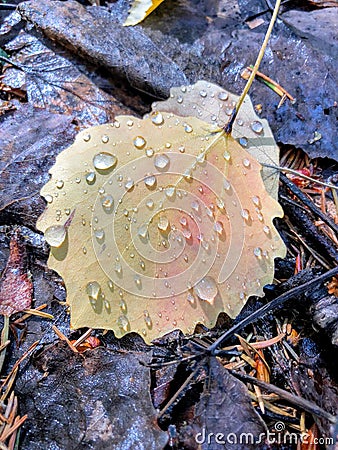 Bright yellow with hint of red aspen alder fallen leaf with rain drops on it laying on the old wet dead brown gray leaves Stock Photo