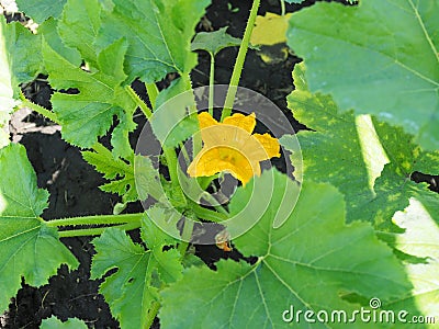 Bright yellow attractive blossom flower petals of edible zucchini variety squash gourd growing in commercial rows in an organic Stock Photo