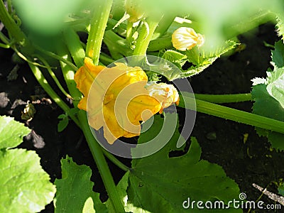 Bright yellow attractive blossom flower petals of edible zucchini variety squash gourd growing in commercial rows in an organic Stock Photo