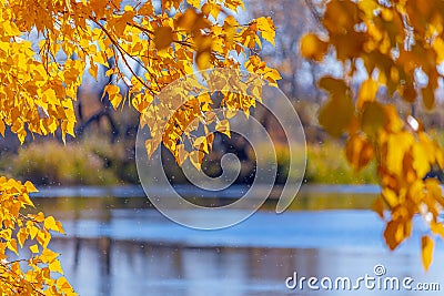 Bright yellow autumn leaves hanging over the river under which small insects wriggle in the sun. Soft focus. The blue sky, river, Stock Photo