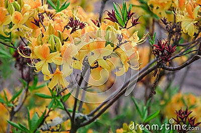Yellow azalea flowers against the background of green leaves Stock Photo