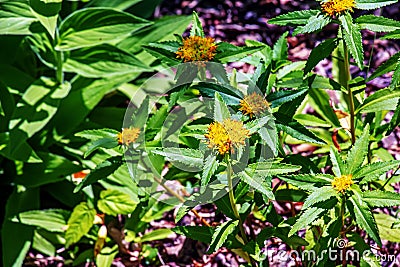 Bright yellow Bidens flowers with its daisy-like blooms on a sunny day. Springtime in the garden Stock Photo