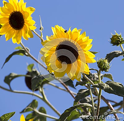 Bright yellow black centered Sunflower (Helianthus annuus) Stock Photo