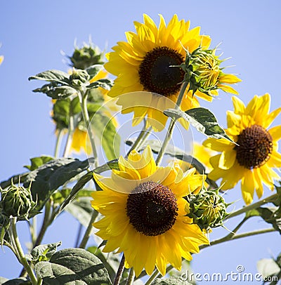 Bright yellow black centered Sunflower (Helianthus annuus) Stock Photo