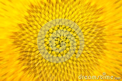 Bright yellow blurred sunflower background Stock Photo