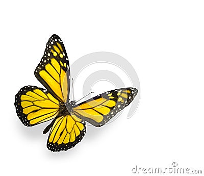 Bright Yellow Butterfly Isolated on White Stock Photo