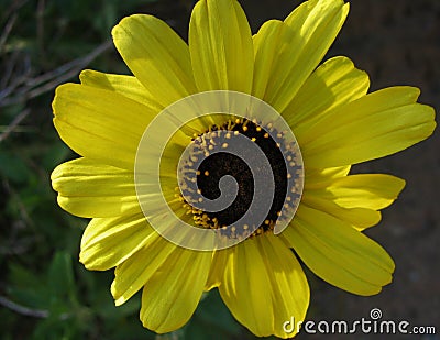 Bright yellow California sunflower in spring bloom against a background of green leaves Stock Photo