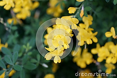 Bright yellow color of Broom `Genista Spachiana` flowers Stock Photo