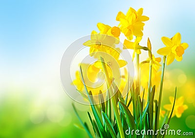 Bright Yellow Daffodils Stock Photo