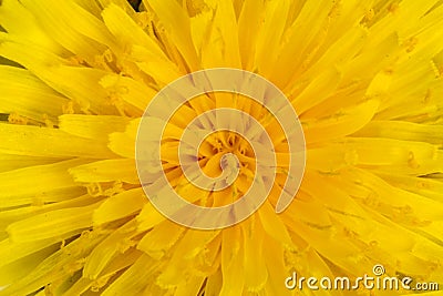 Bright yellow dandelion Stock Photo