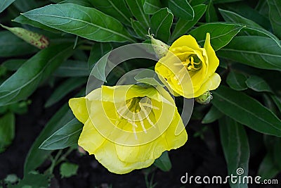 Bright yellow evening primrose (oenothera) in the garden Stock Photo