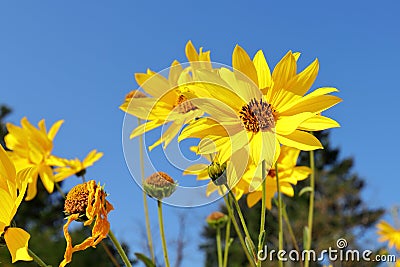 Bright yellow False Sunflower Heliopsis helianthoides with the blue sky at the background Stock Photo