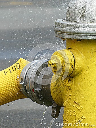 Bright Yellow Fire Hydrant with a Fire Hose attached, Spraying Water where its connected Editorial Stock Photo